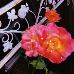 Meet your Posher, Gloria